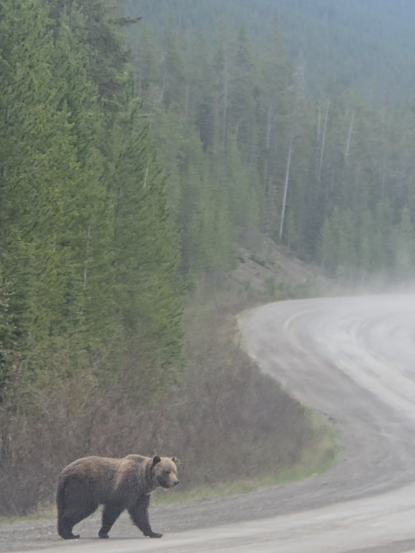@Banff Trail Running & Wildlife