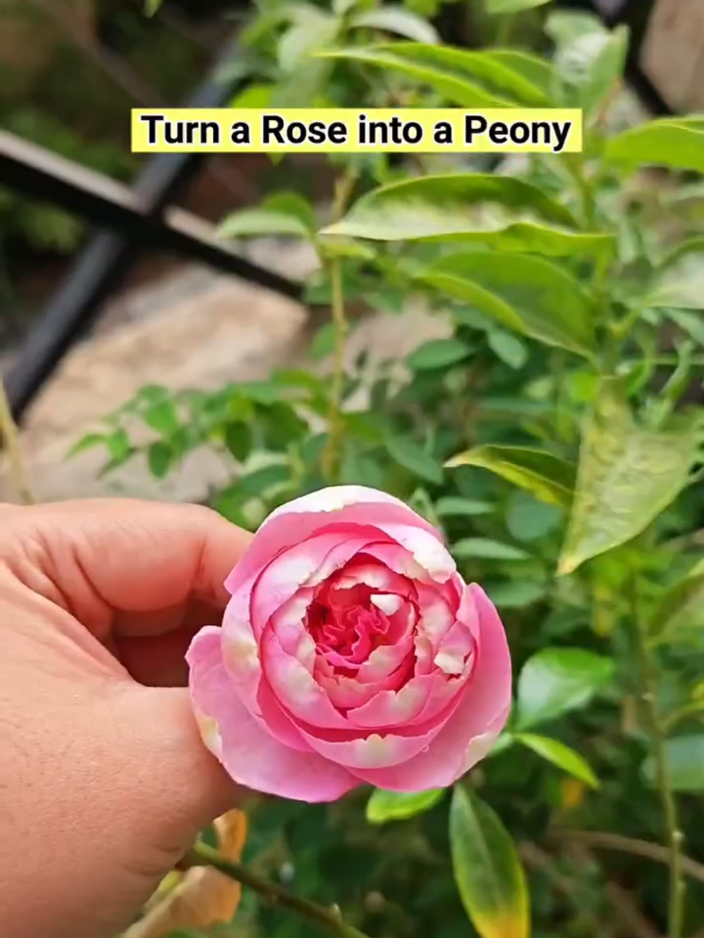 @𝗔𝘆𝗲𝘀𝗵𝗮 🇵🇰
