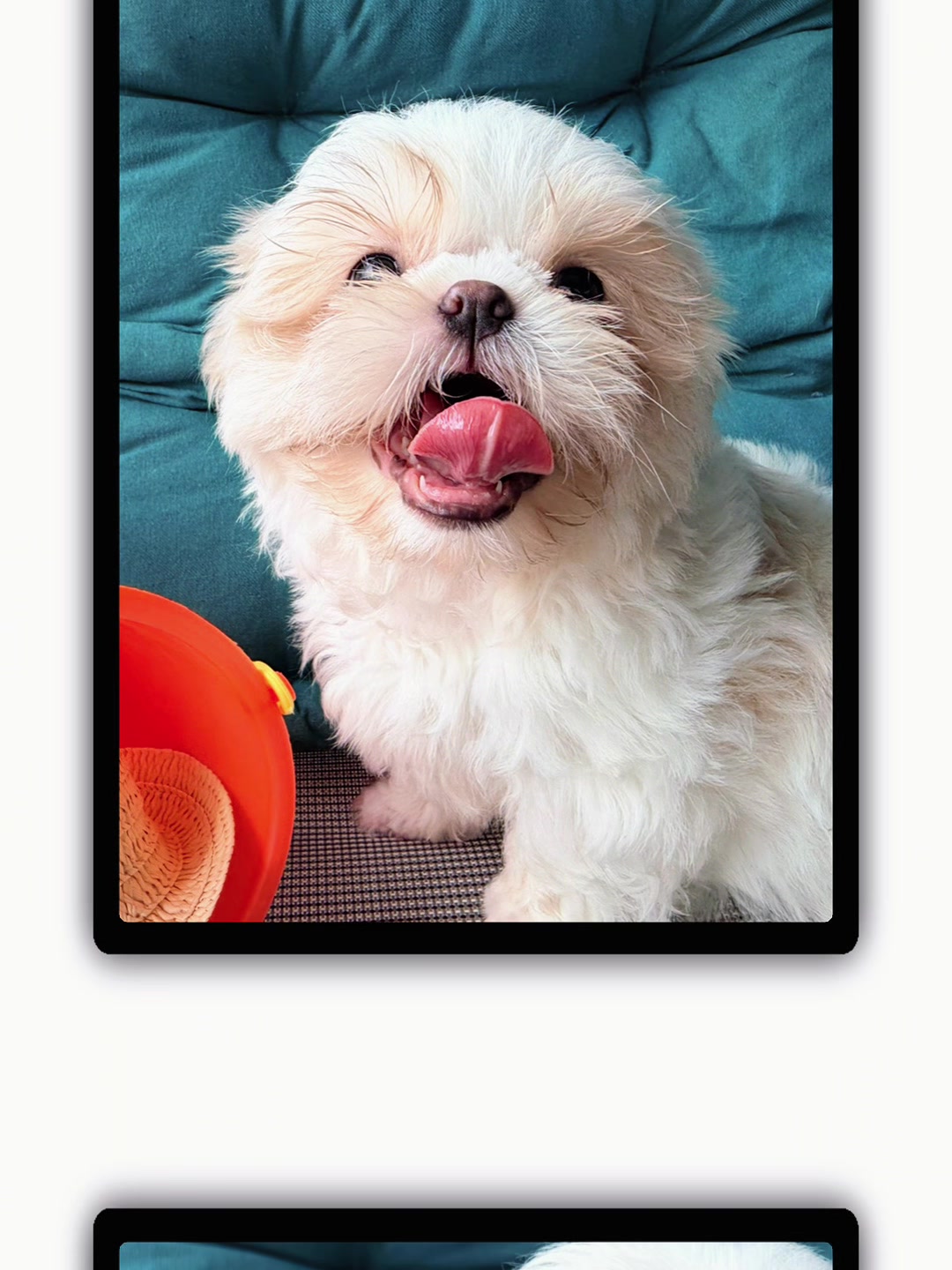 @Twilight Shih Tzu