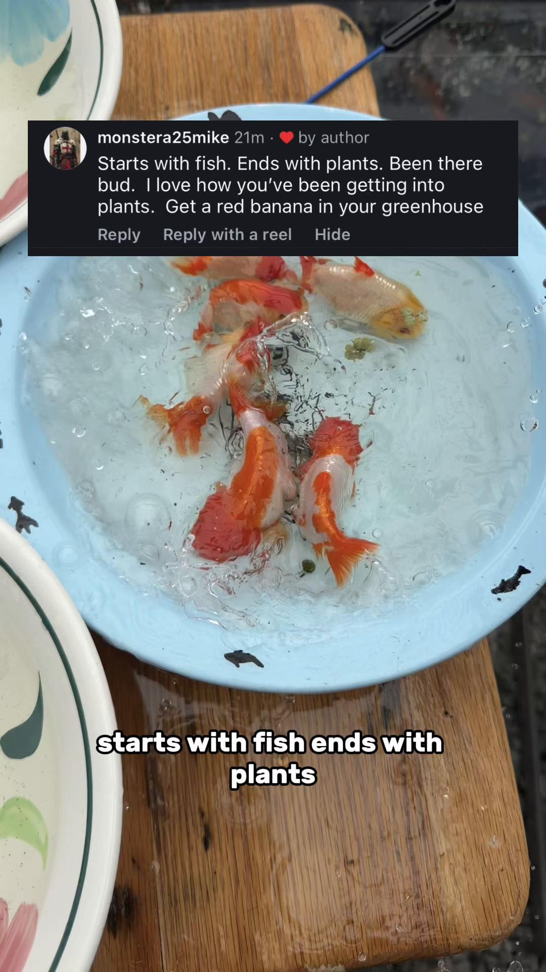 @The Goldfish Guy