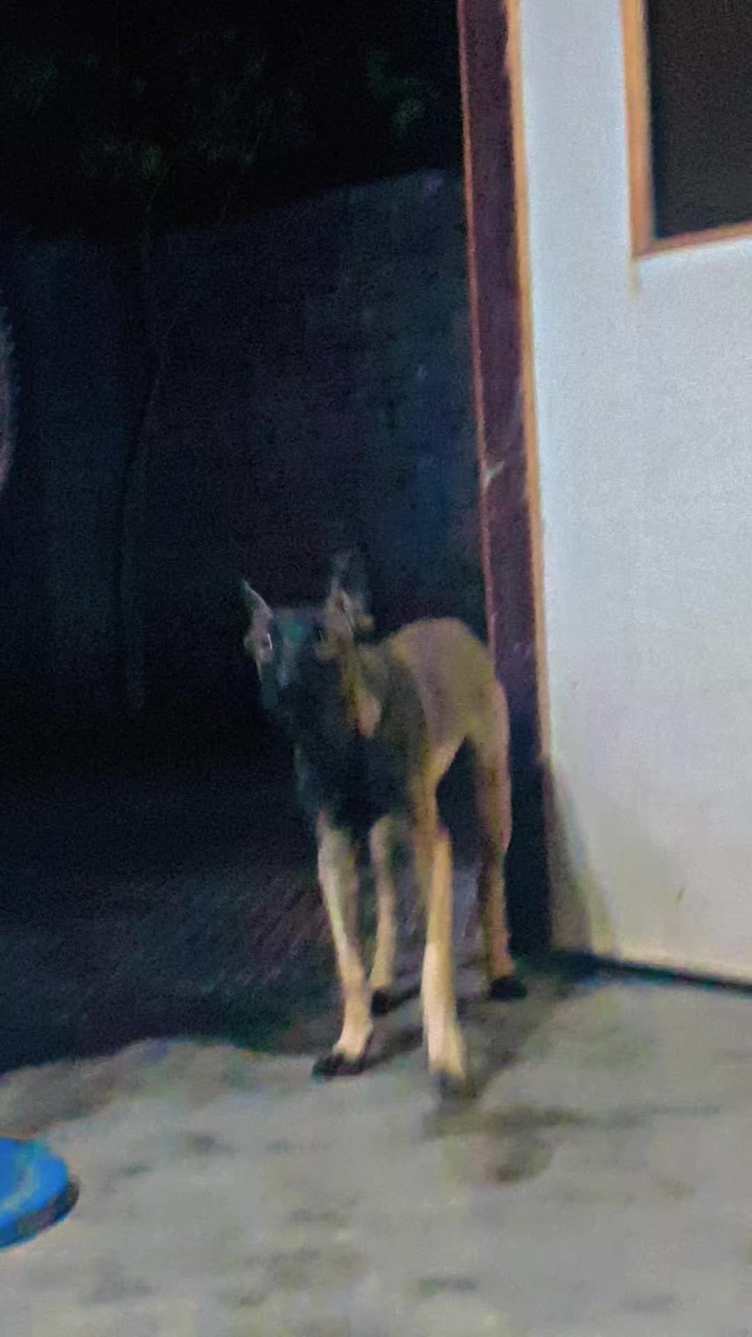 @MalinoisofPakistan