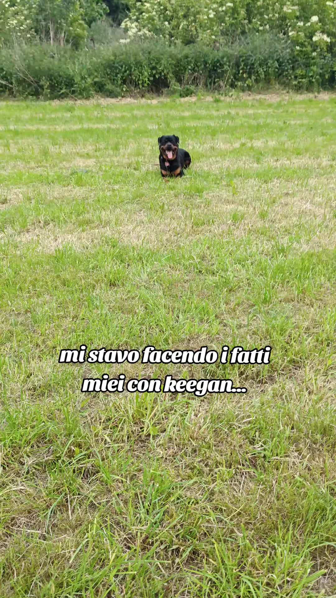 @Niky&isuoirottweiler