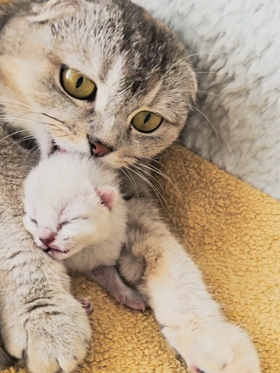 @Cat Chloe & kittens