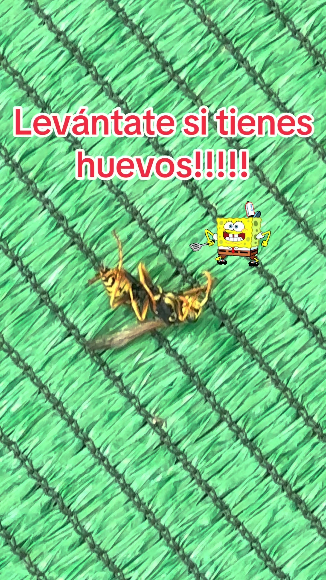 @Sara Cifuentes Pujante