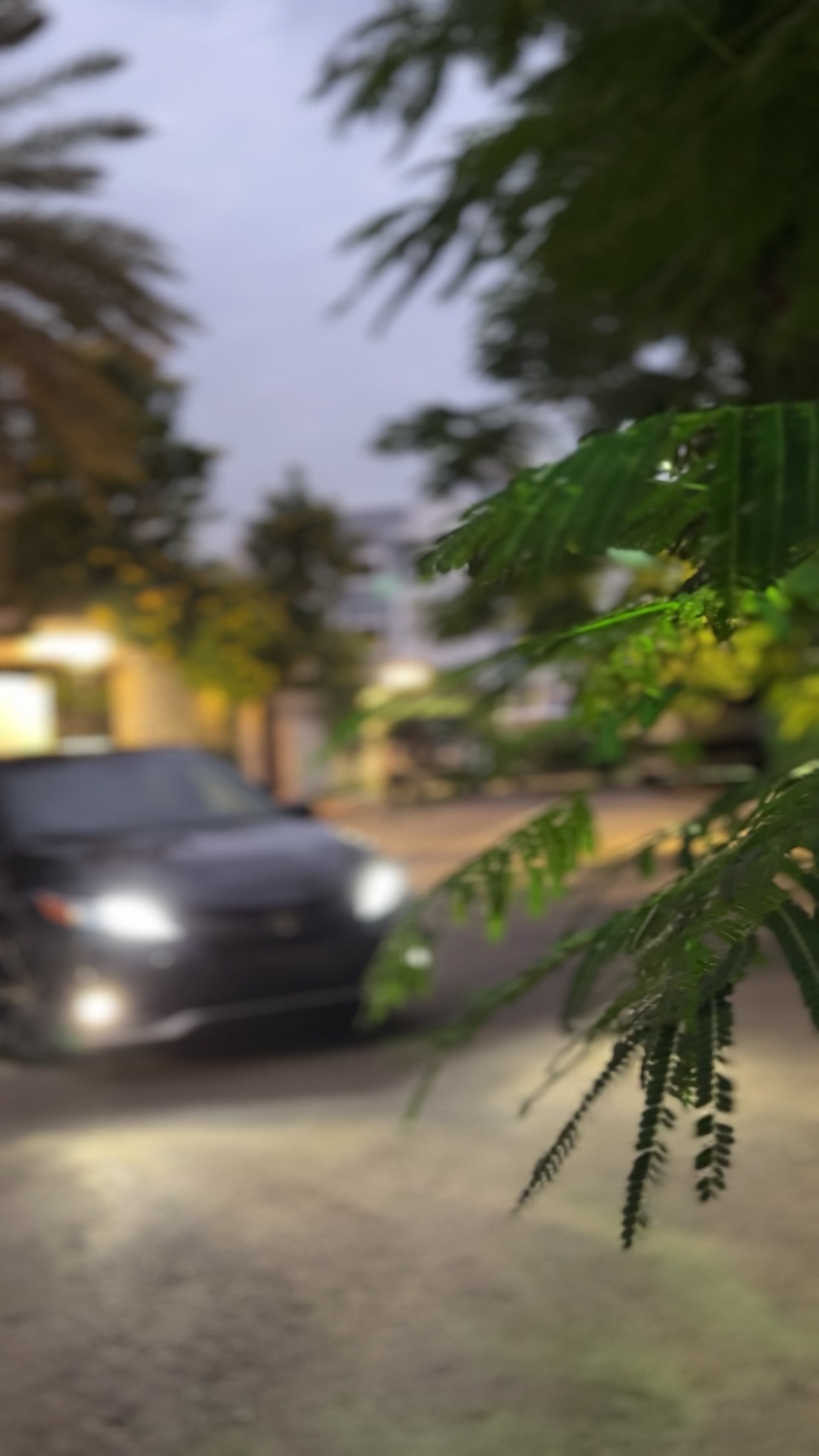 @هاني القيلوشي
