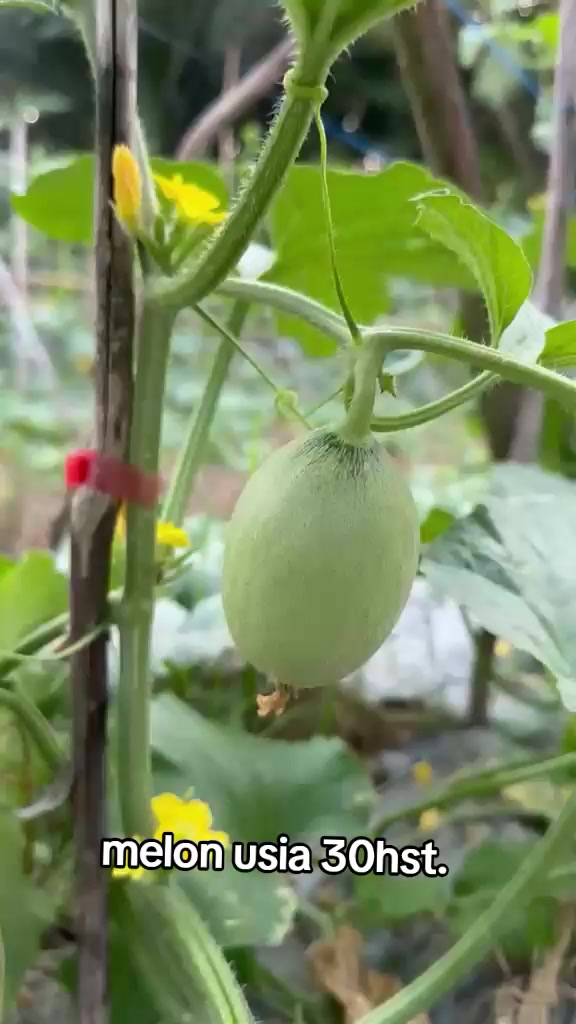 @SURYA TANI