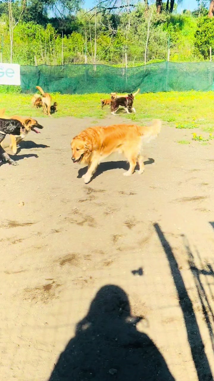 @My funny dog 🐶