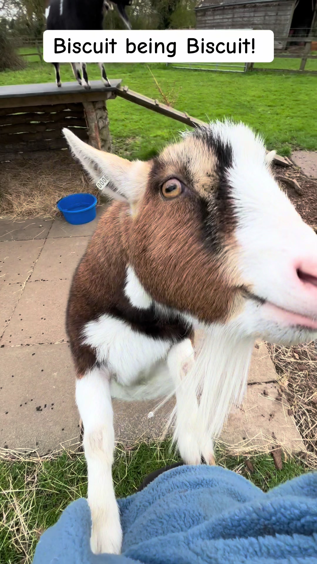 @GiddyAboutGoats
