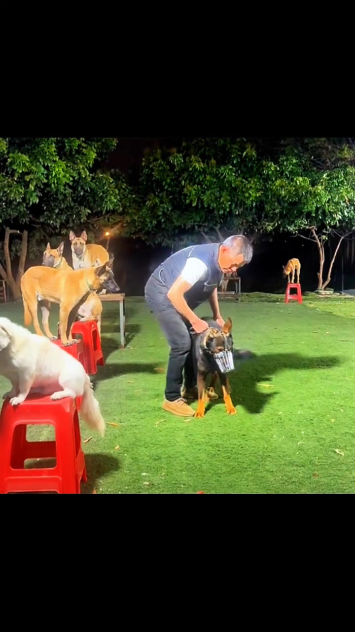 @Dog training ®
