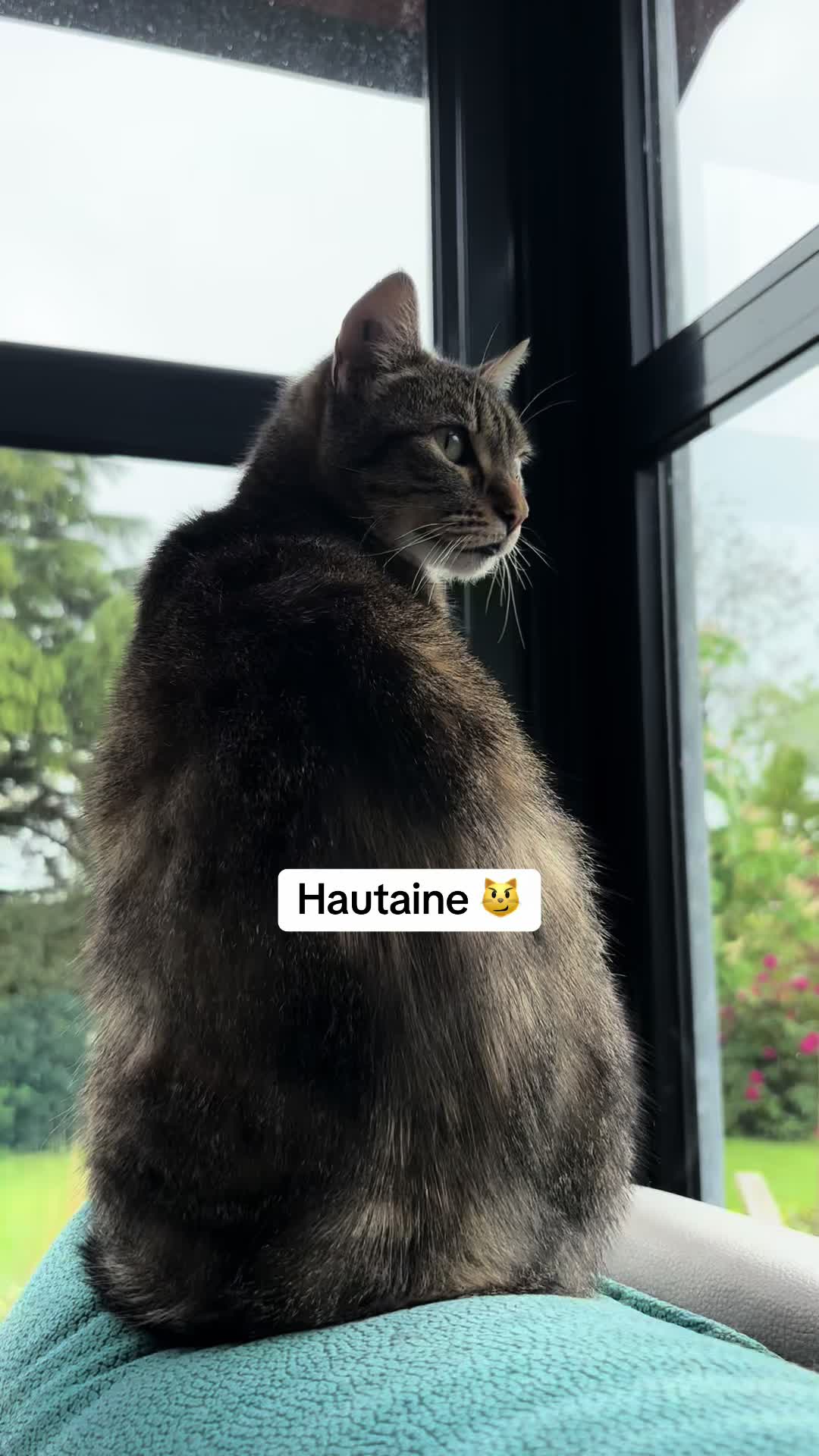 @Bulle la chatte 🐈