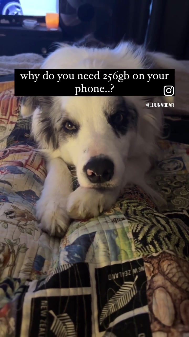 @life.with.collies
