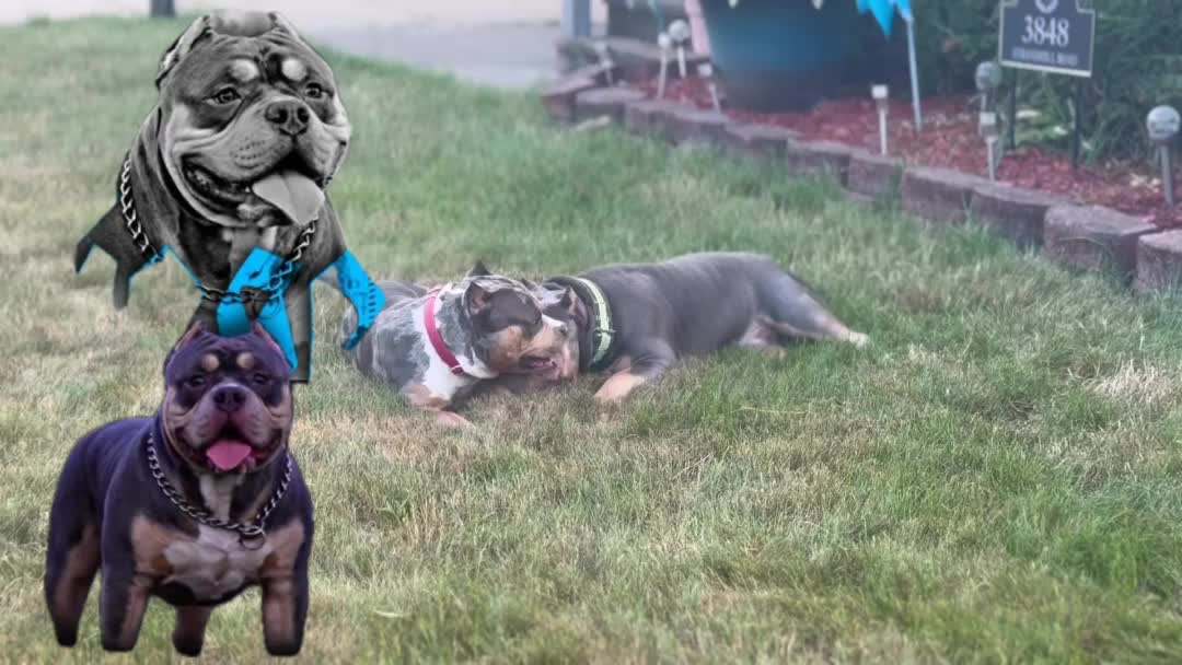 @D3 tri State kennel