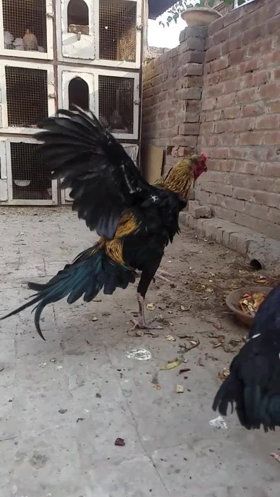 @Mohsin Ibrahim
