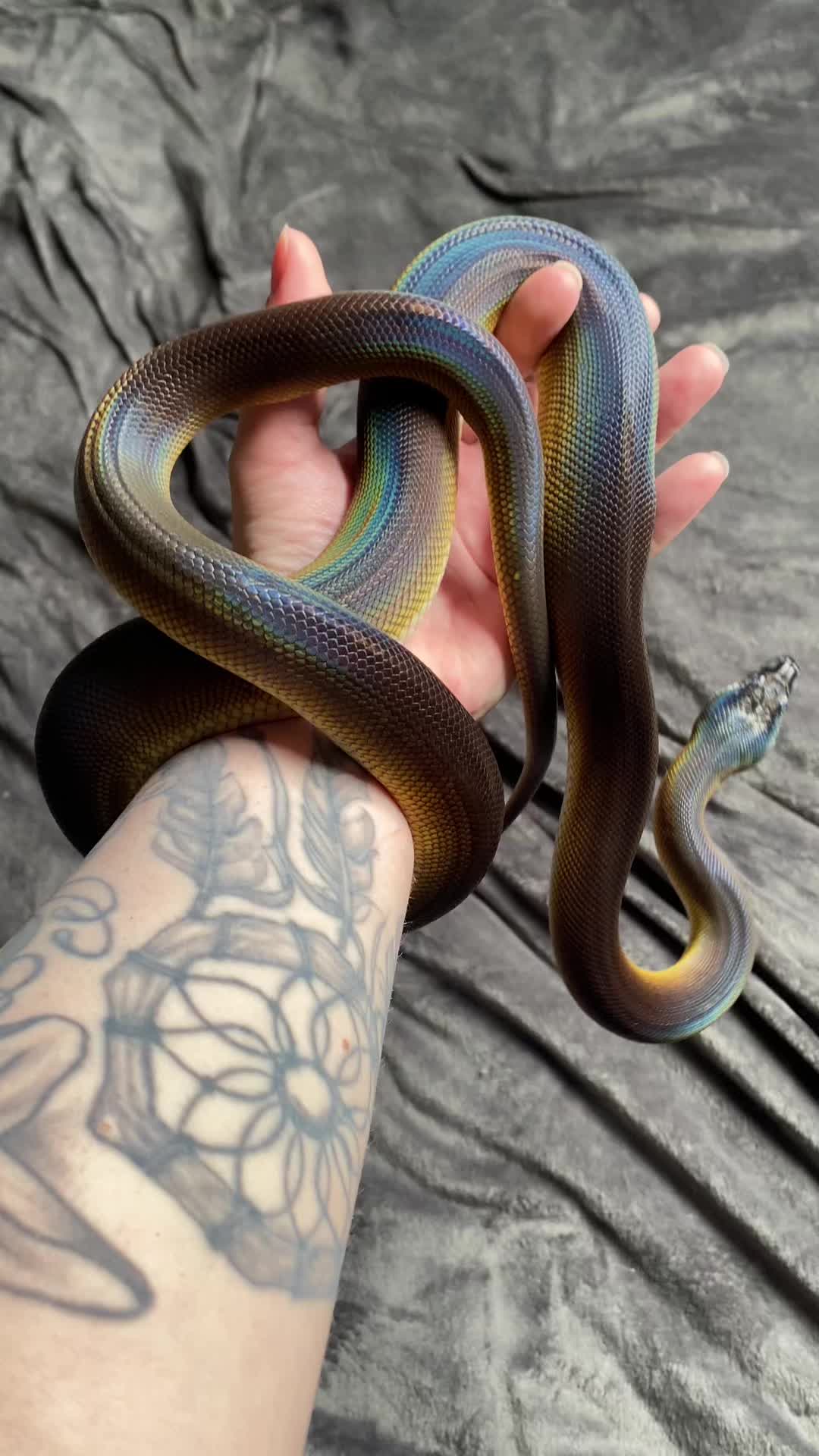 @Snakes_of_Leslie🐍