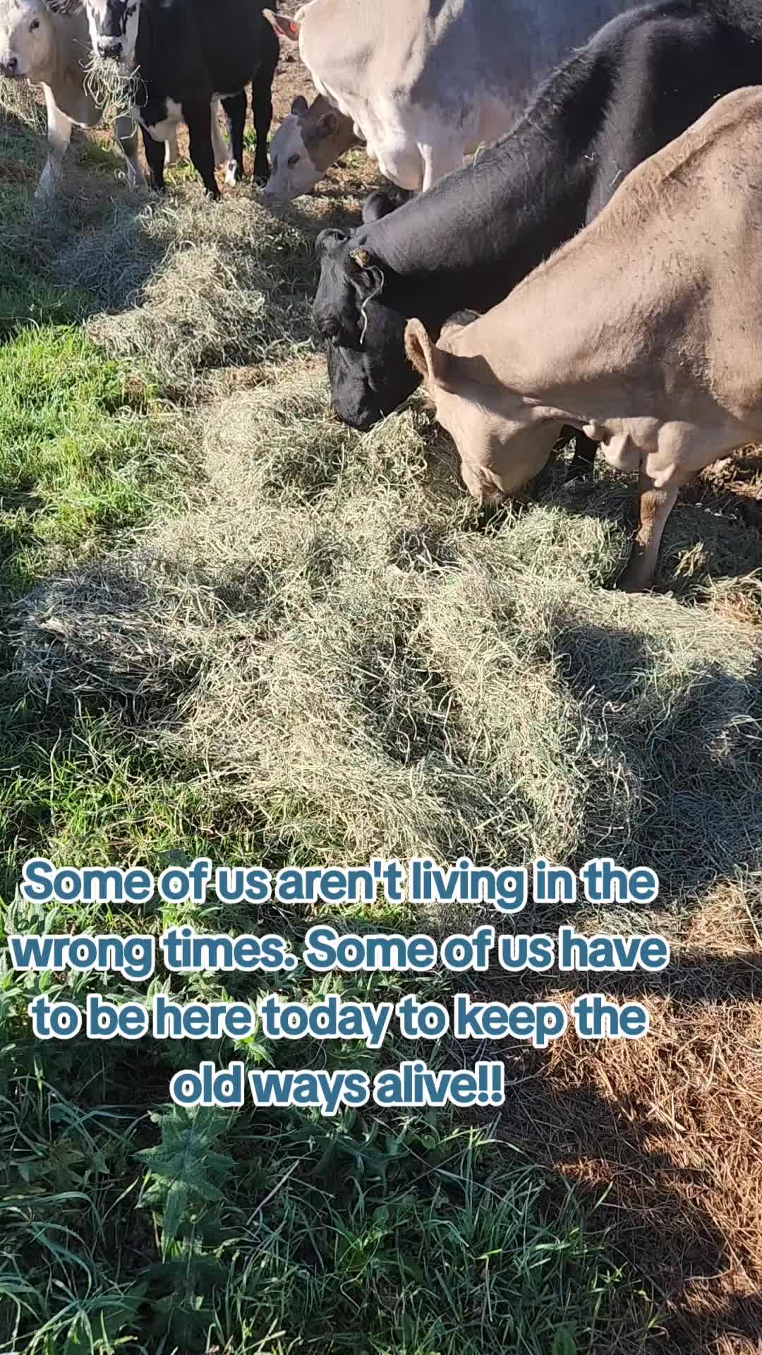 @BrokenHaloFarm