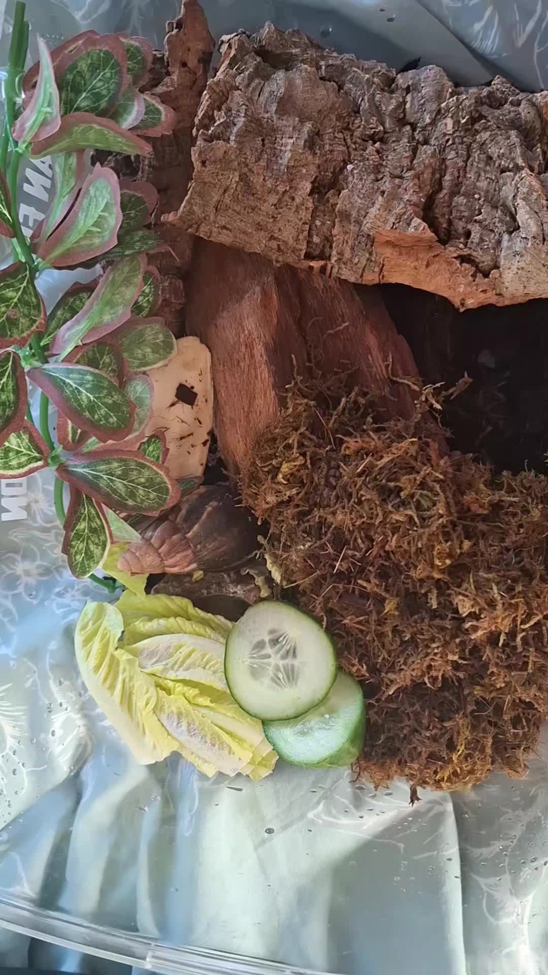 @#genxandherpets