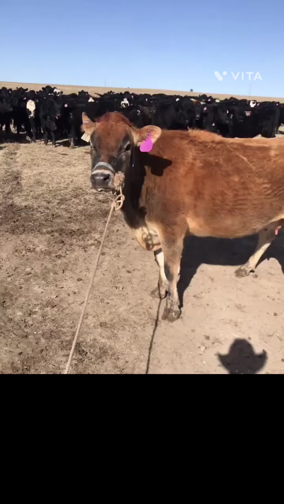 @Dakota Forkner