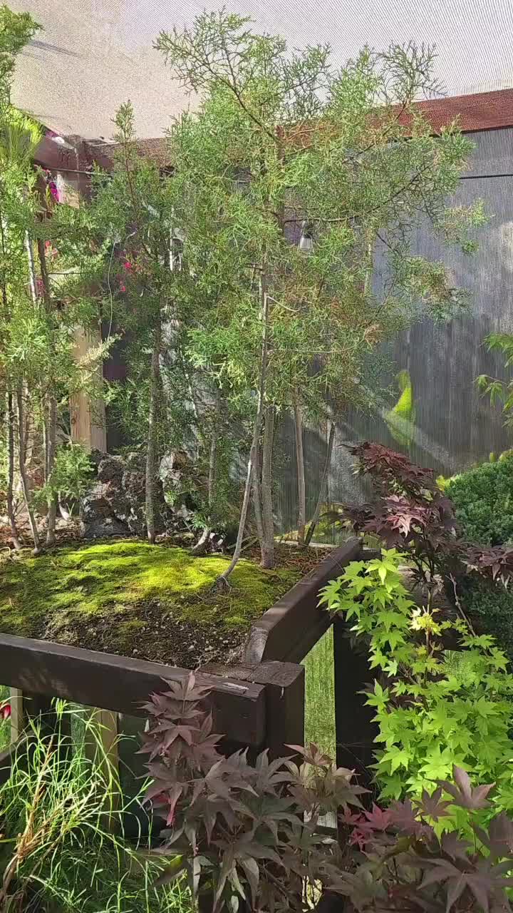 @North County Bonsai