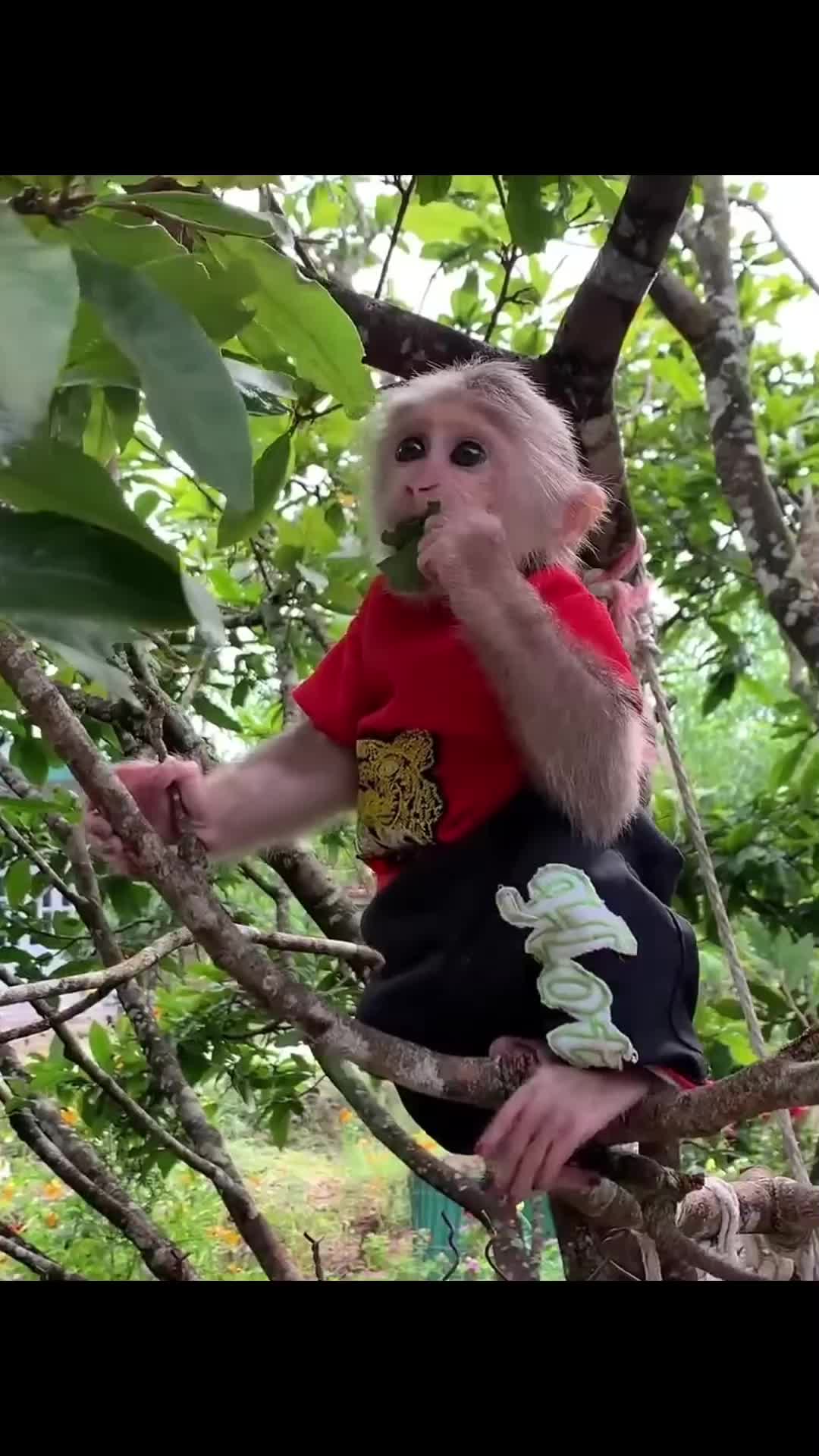 @Cute monkey