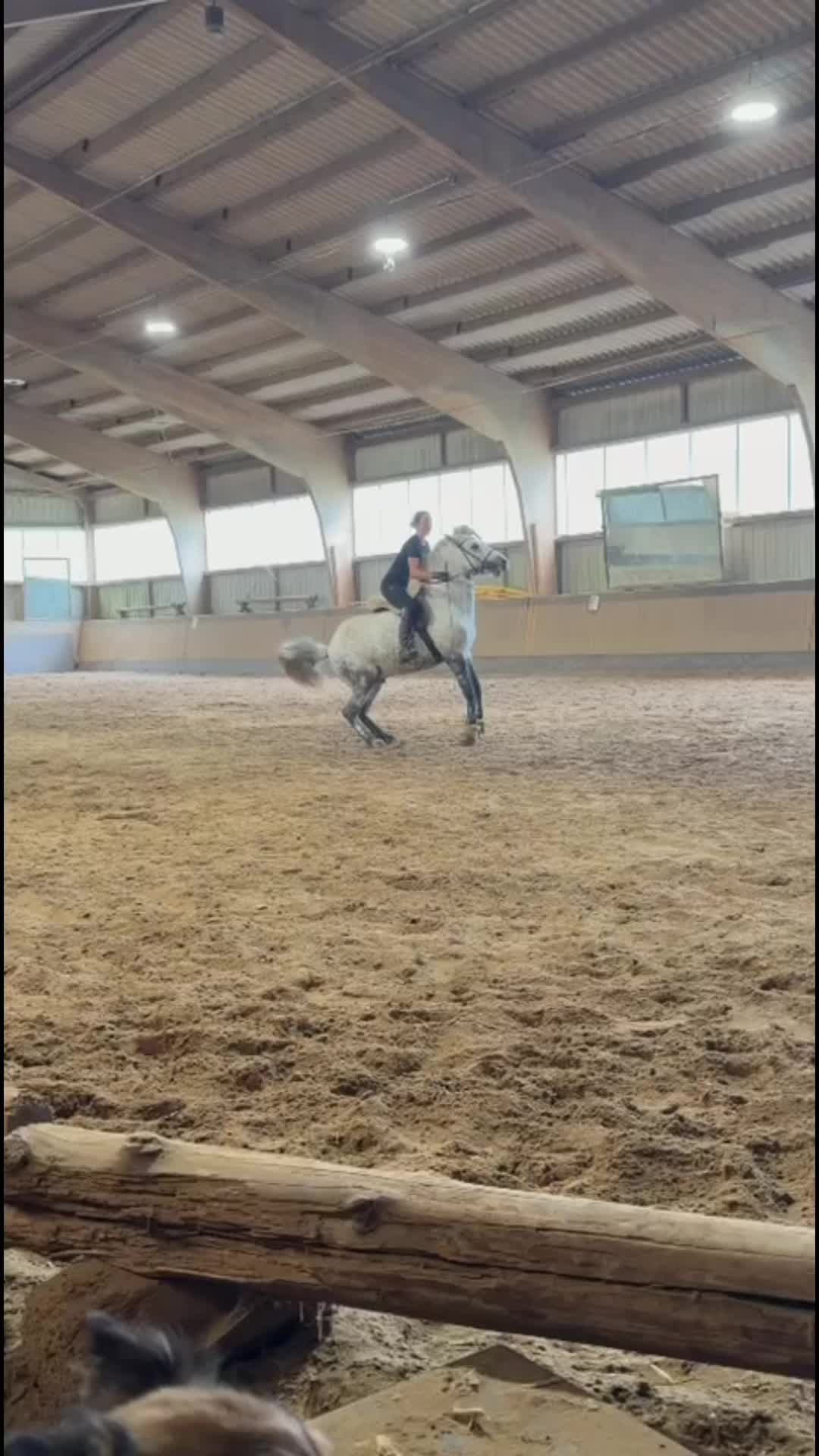 @Horses