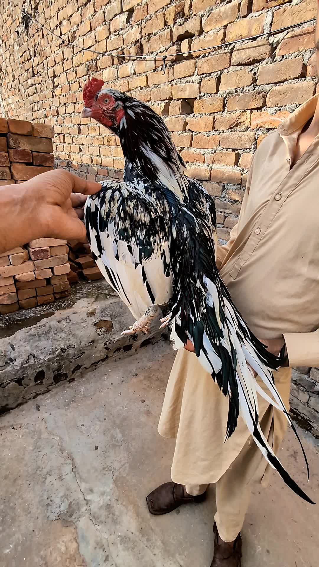 @احسن اعوان پنڈی وال اصیل