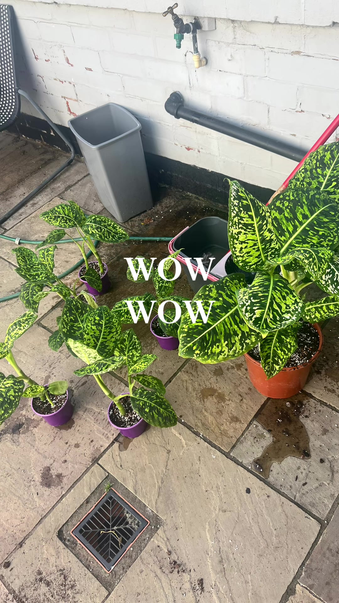 @About The Plant