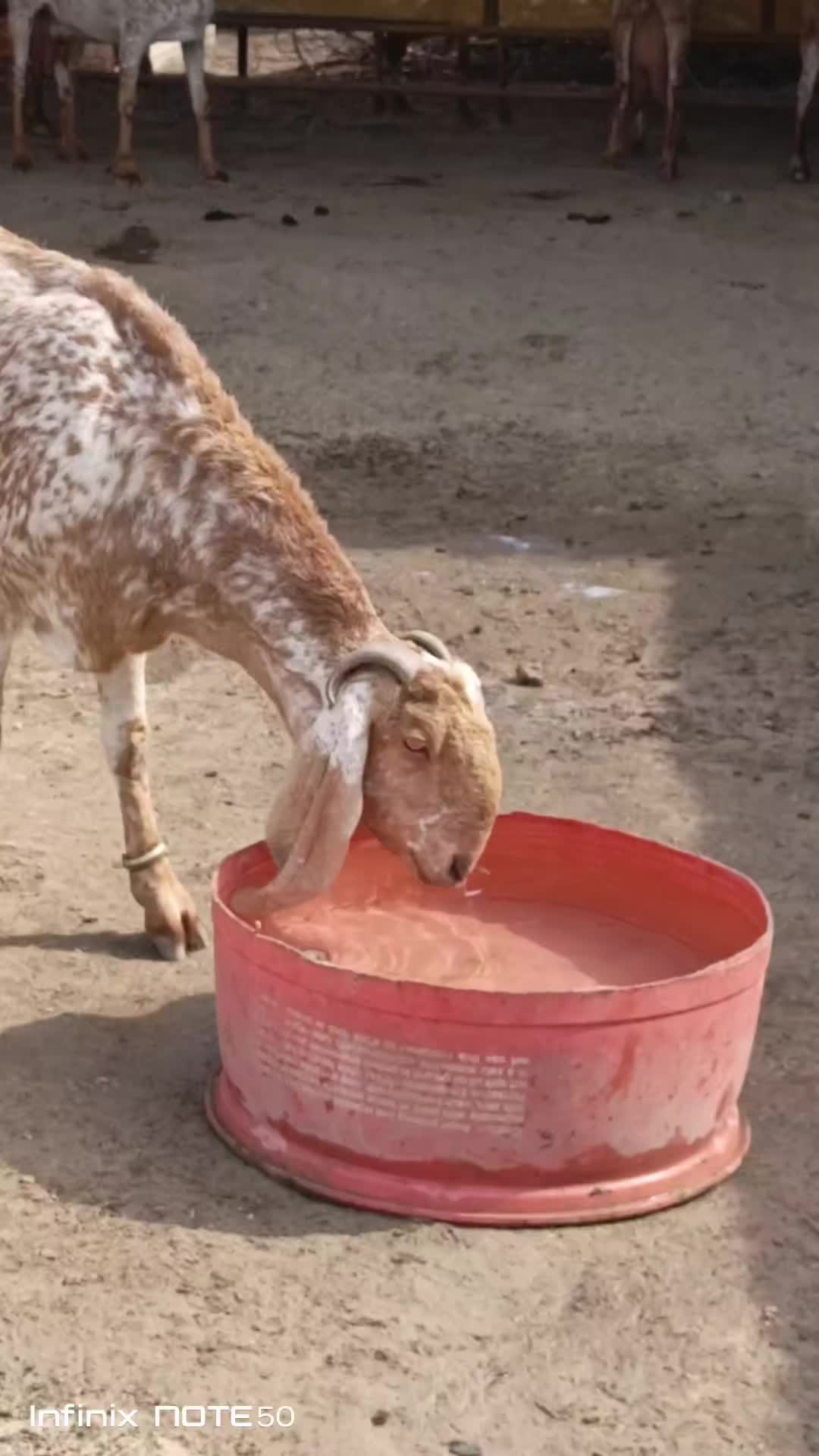 @AHMED GOAT CORNER 🐐🇵🇰