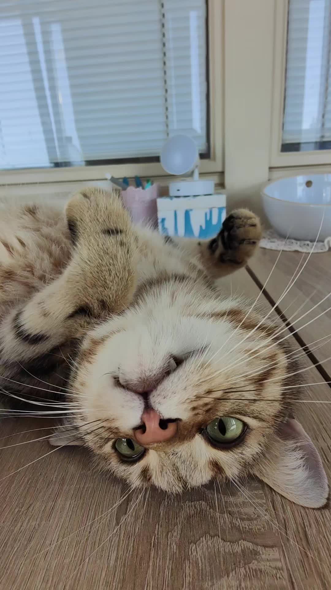 @Süsse Katze🐈