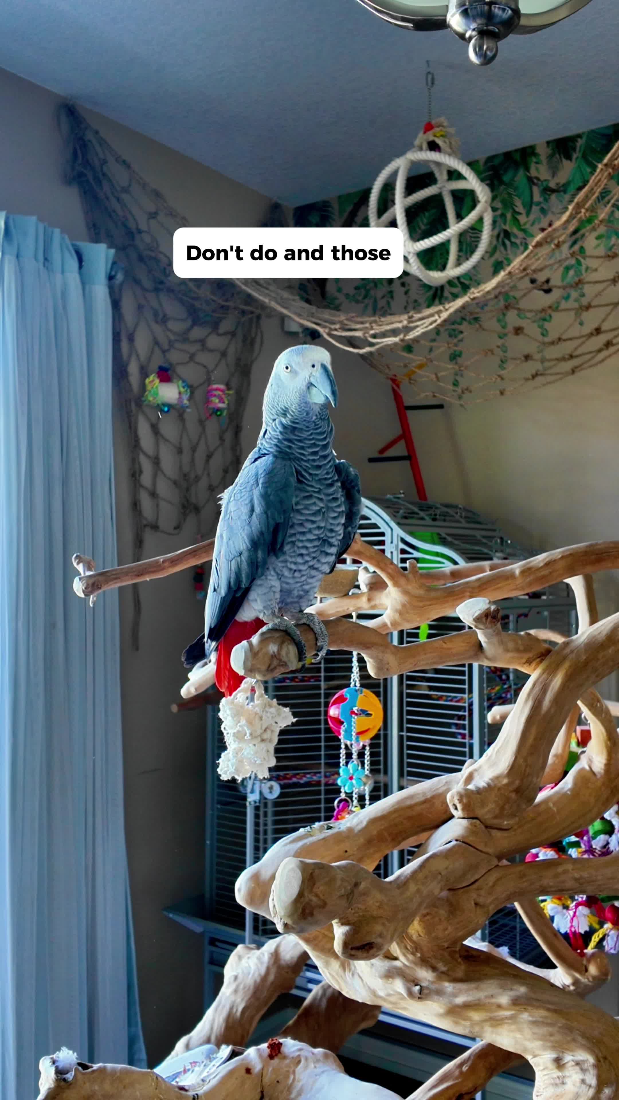 @Gizmo The Grey Bird