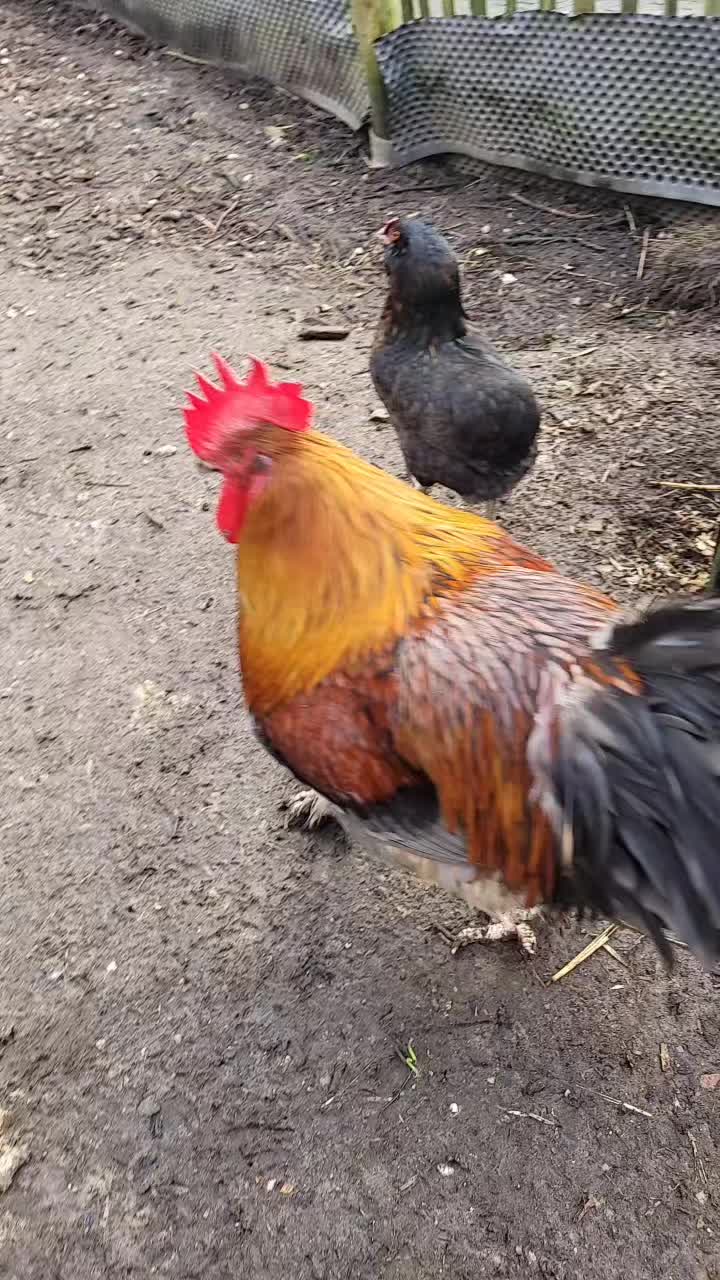 @der hühnermeister 🐓