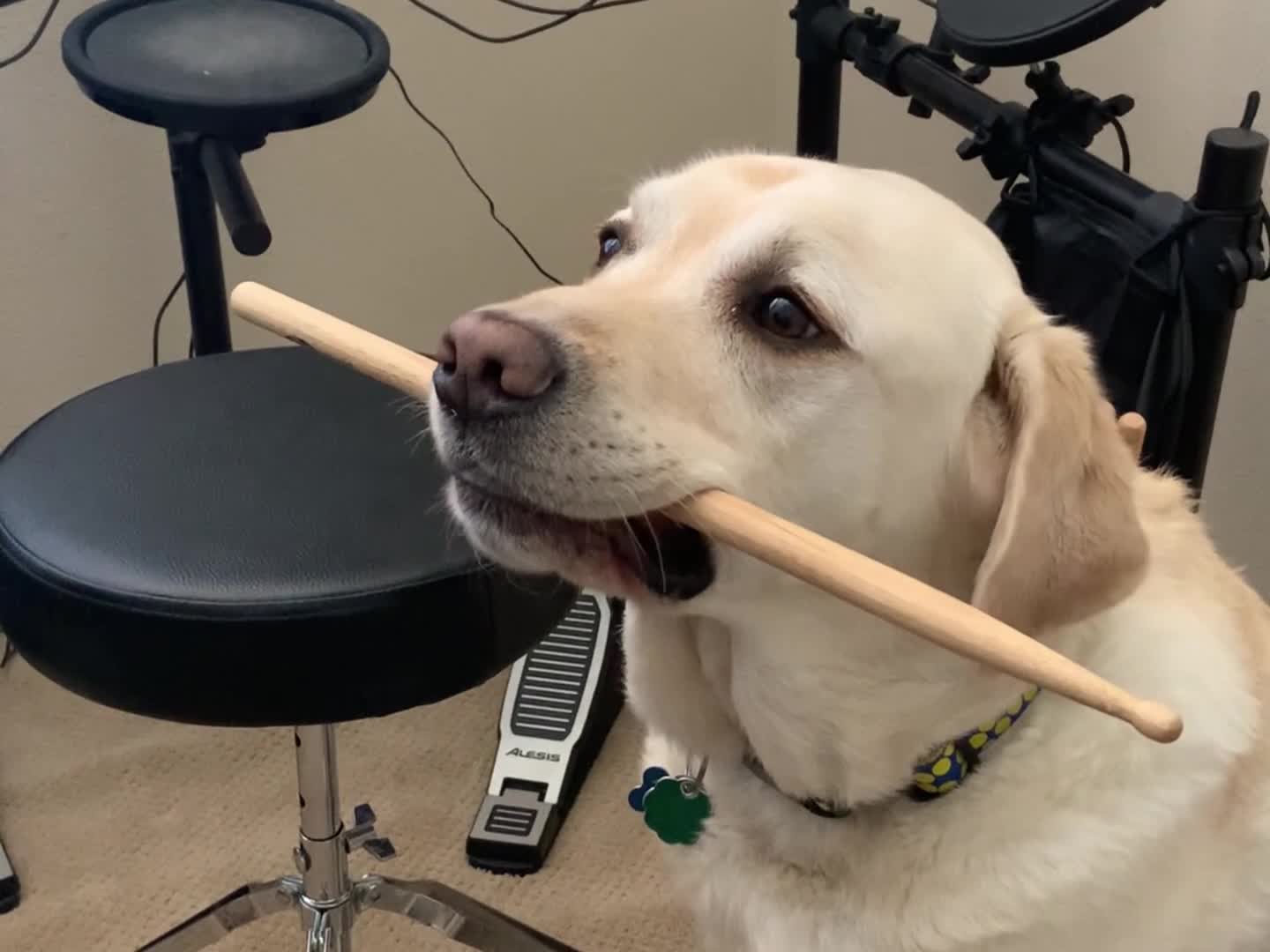 @K9_Raider