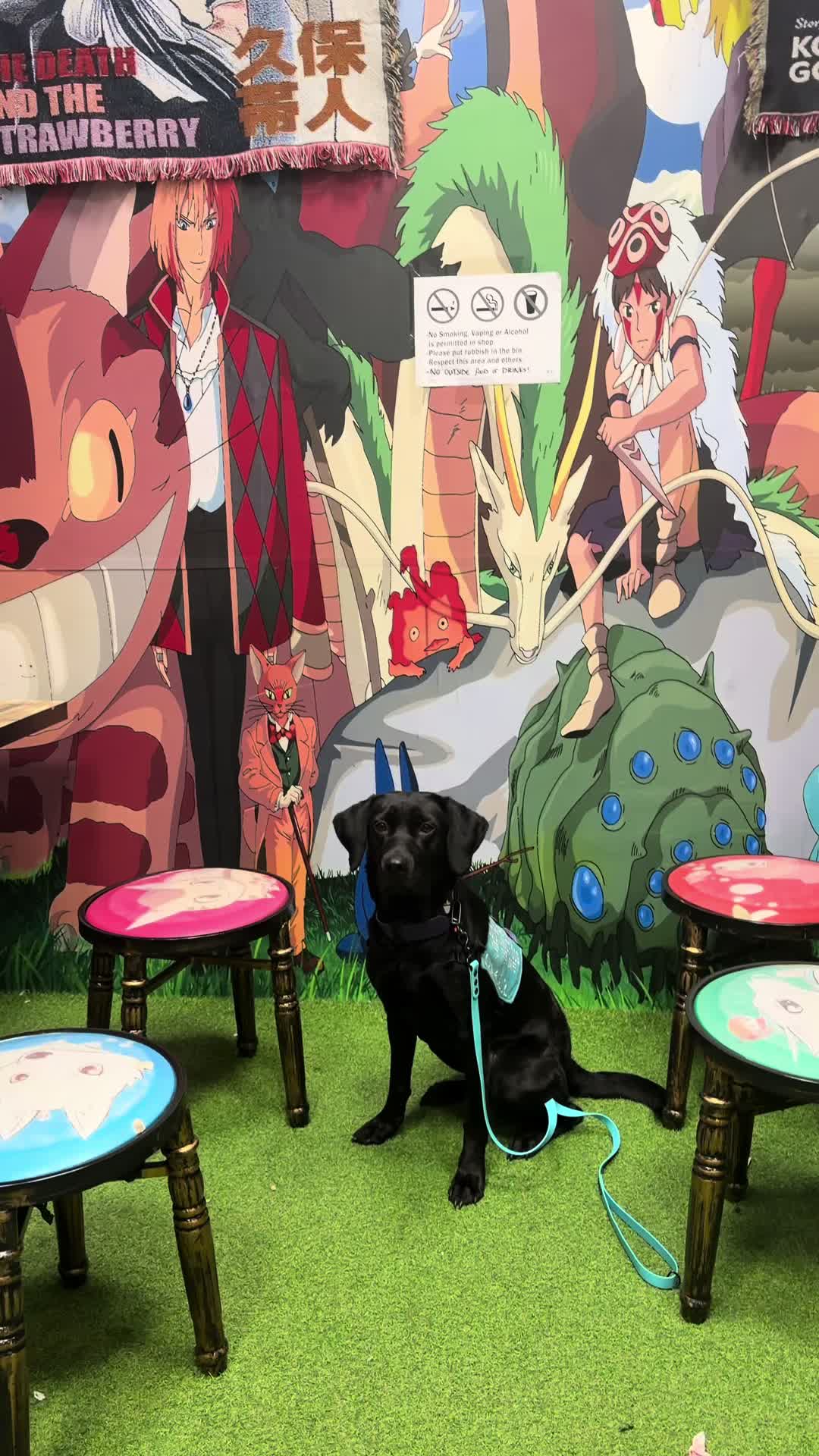 @themworkingdogs🏴
