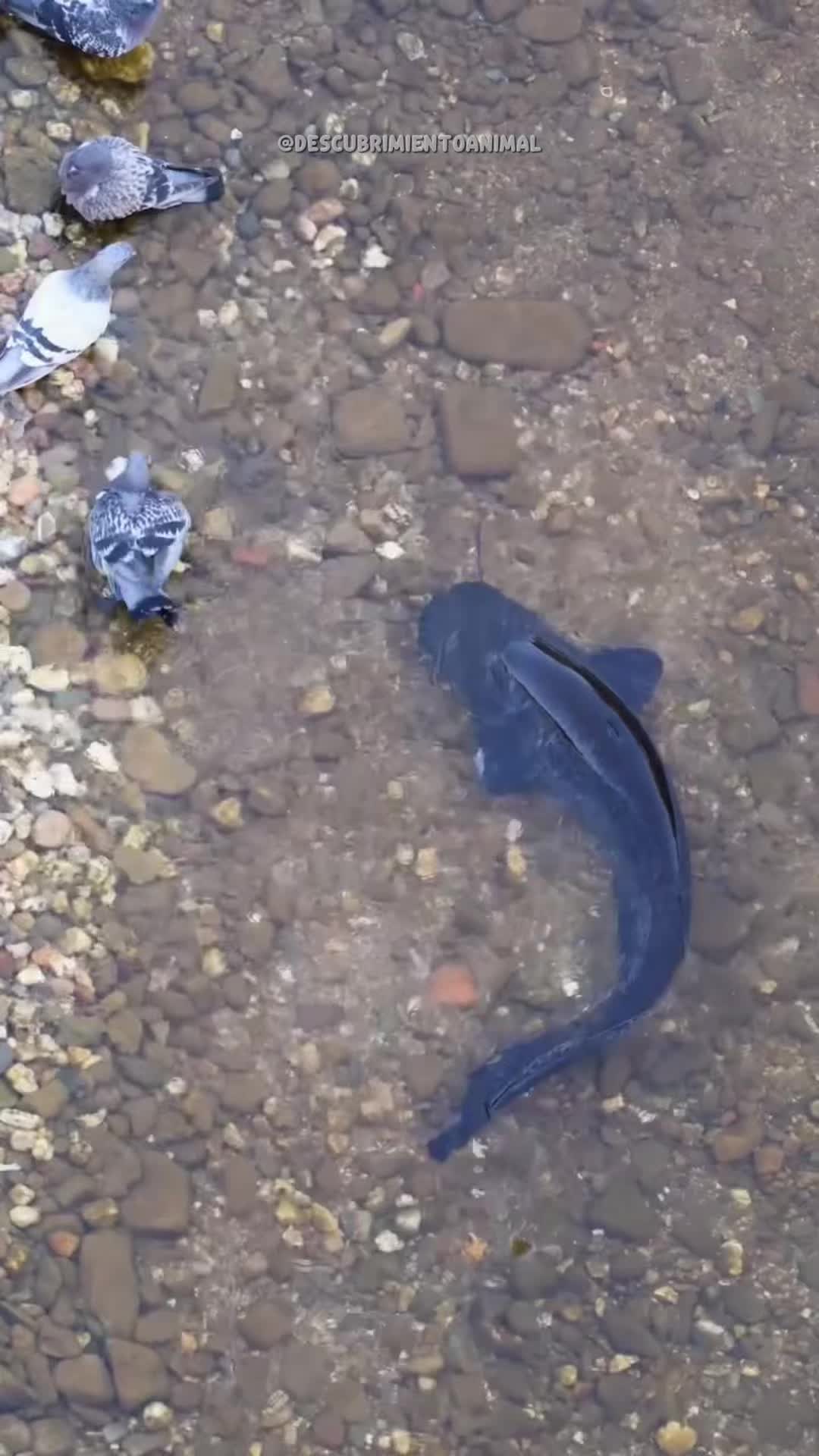 @Descubrimientoanimal