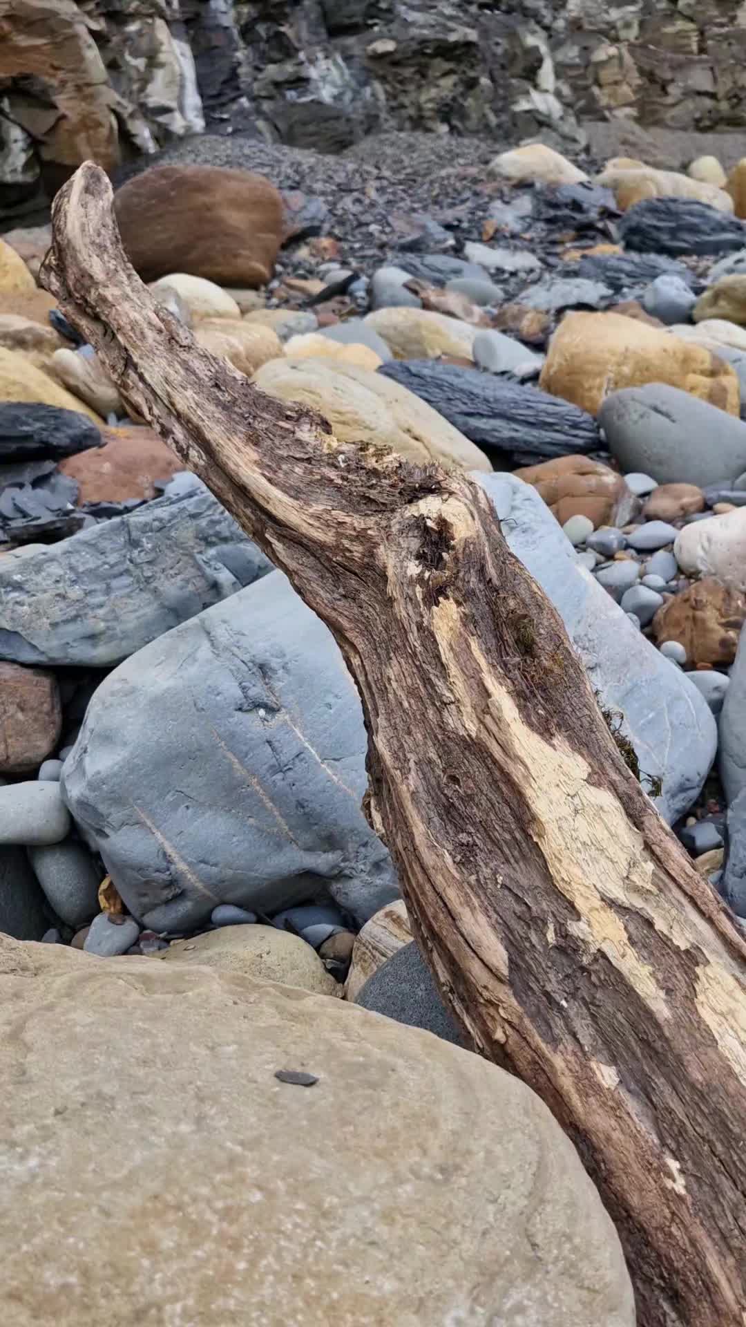@All About The Fossils