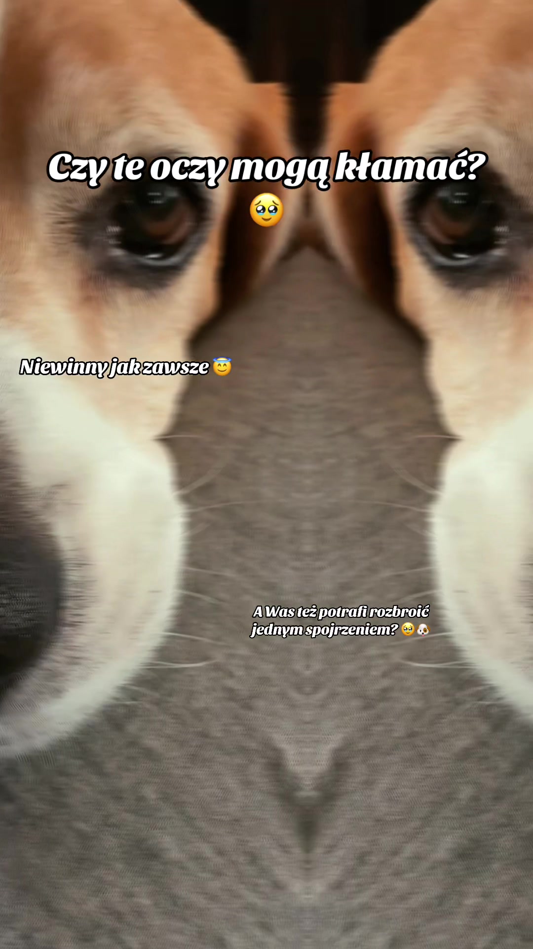 @🐾🌿kavirax12 🌿🐾