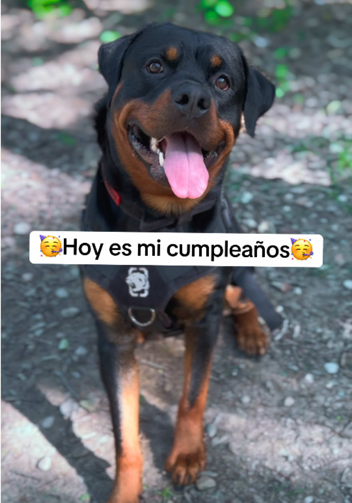 @José Ramos & Anubis Rottweiler