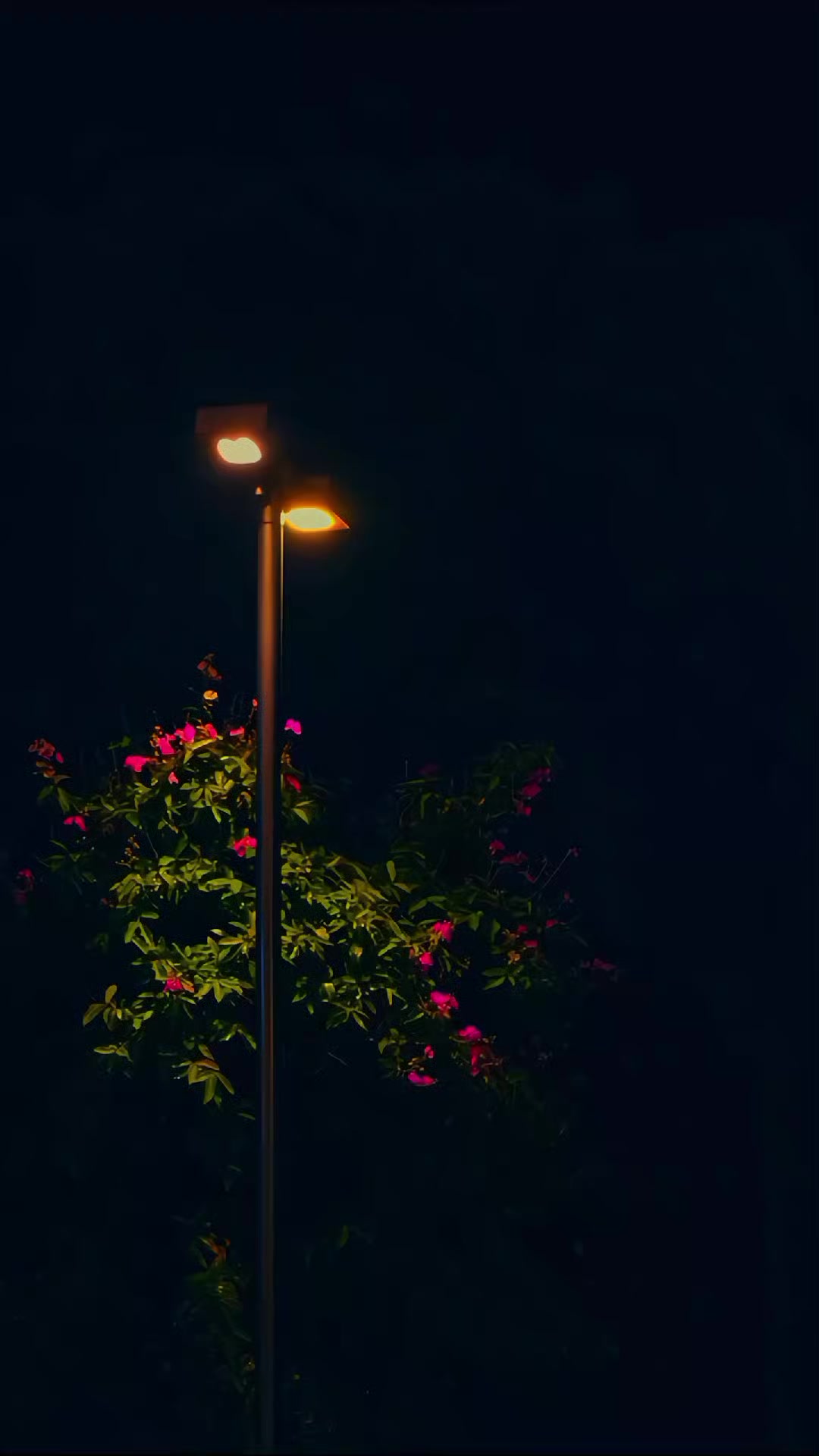 @ℕ𝔸𝕁𝔸𝔽_𝕁𝕌𝕋𝕥 😎