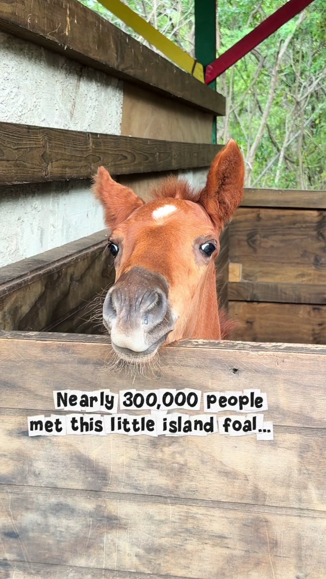 @roots_riding_stables