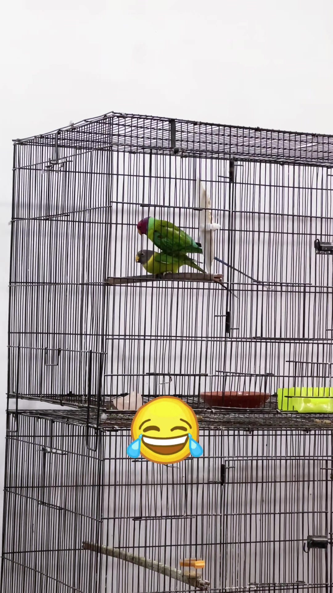 @Zozi Aviary