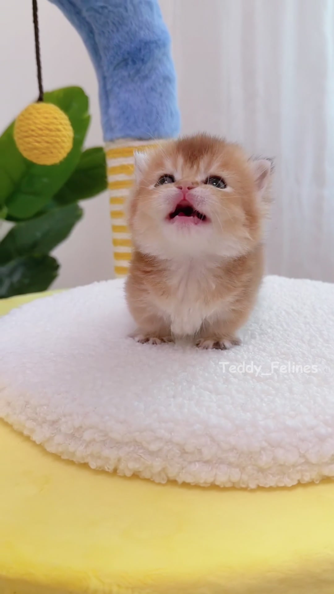 @Teddy_Felines 🧸🐾
