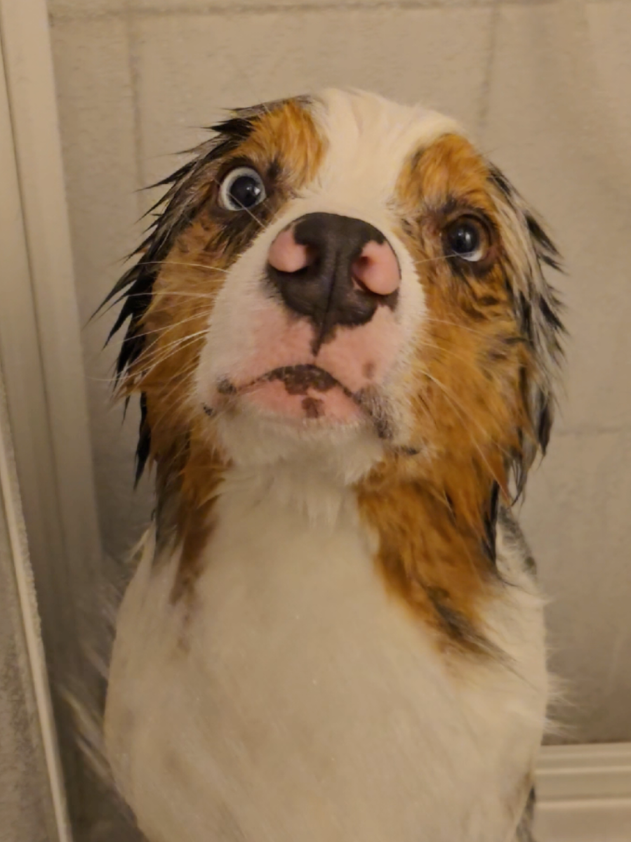 @mr.montytheaussie