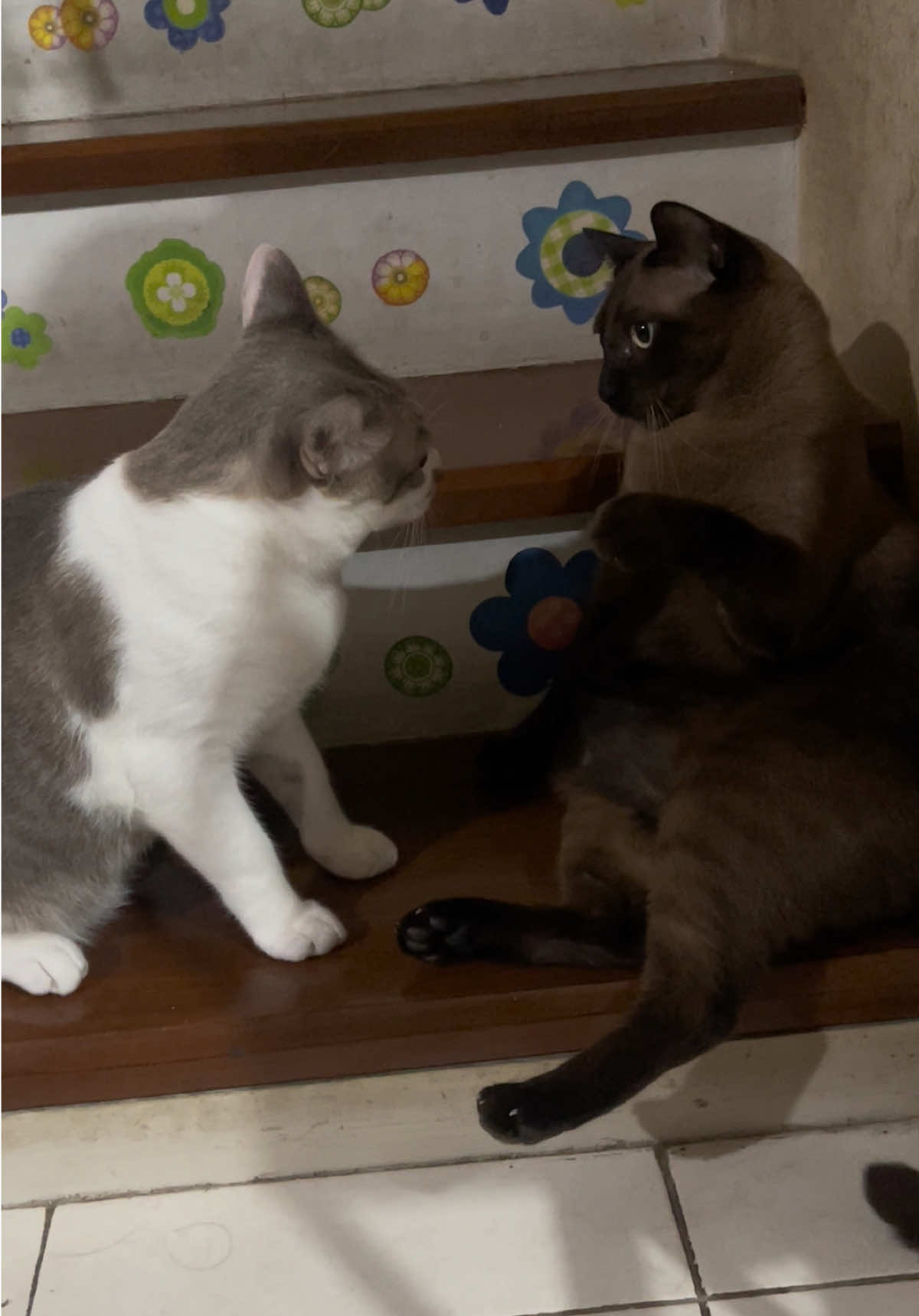 @White.black.orange.cats
