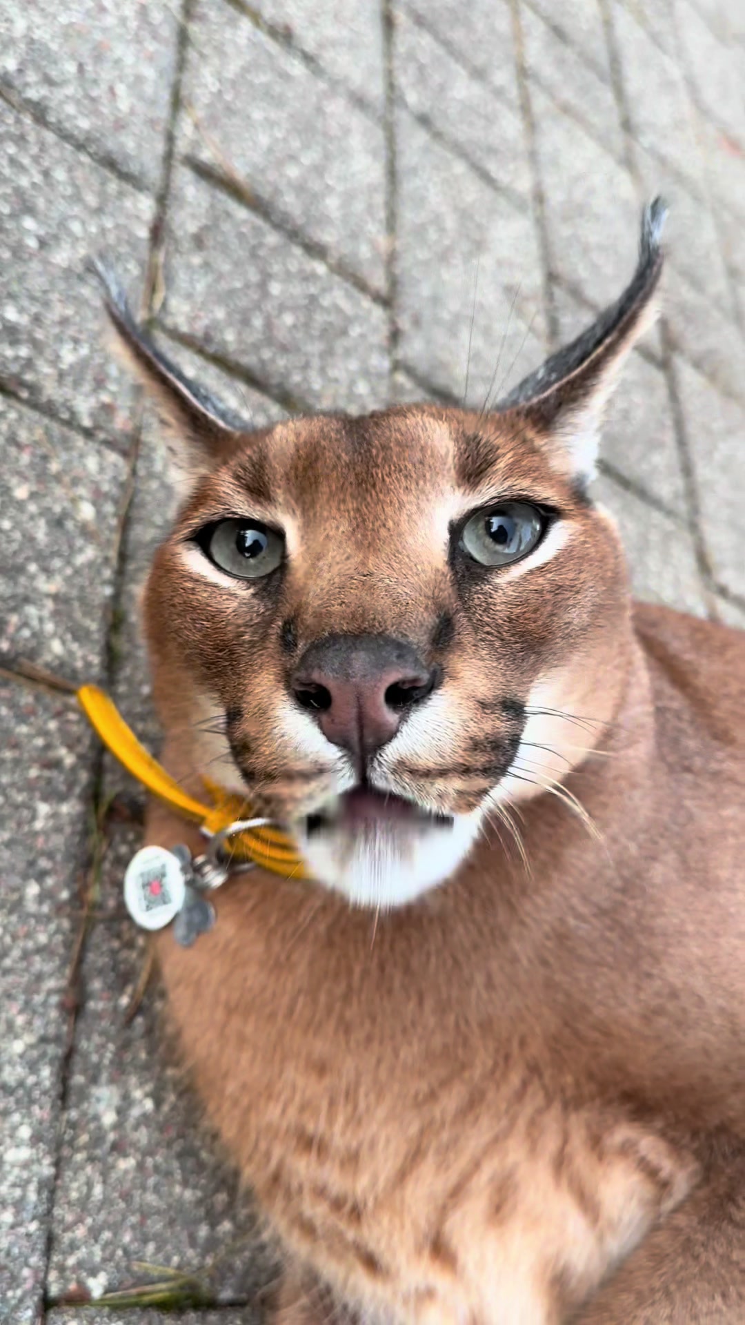 @Pumba Caracal