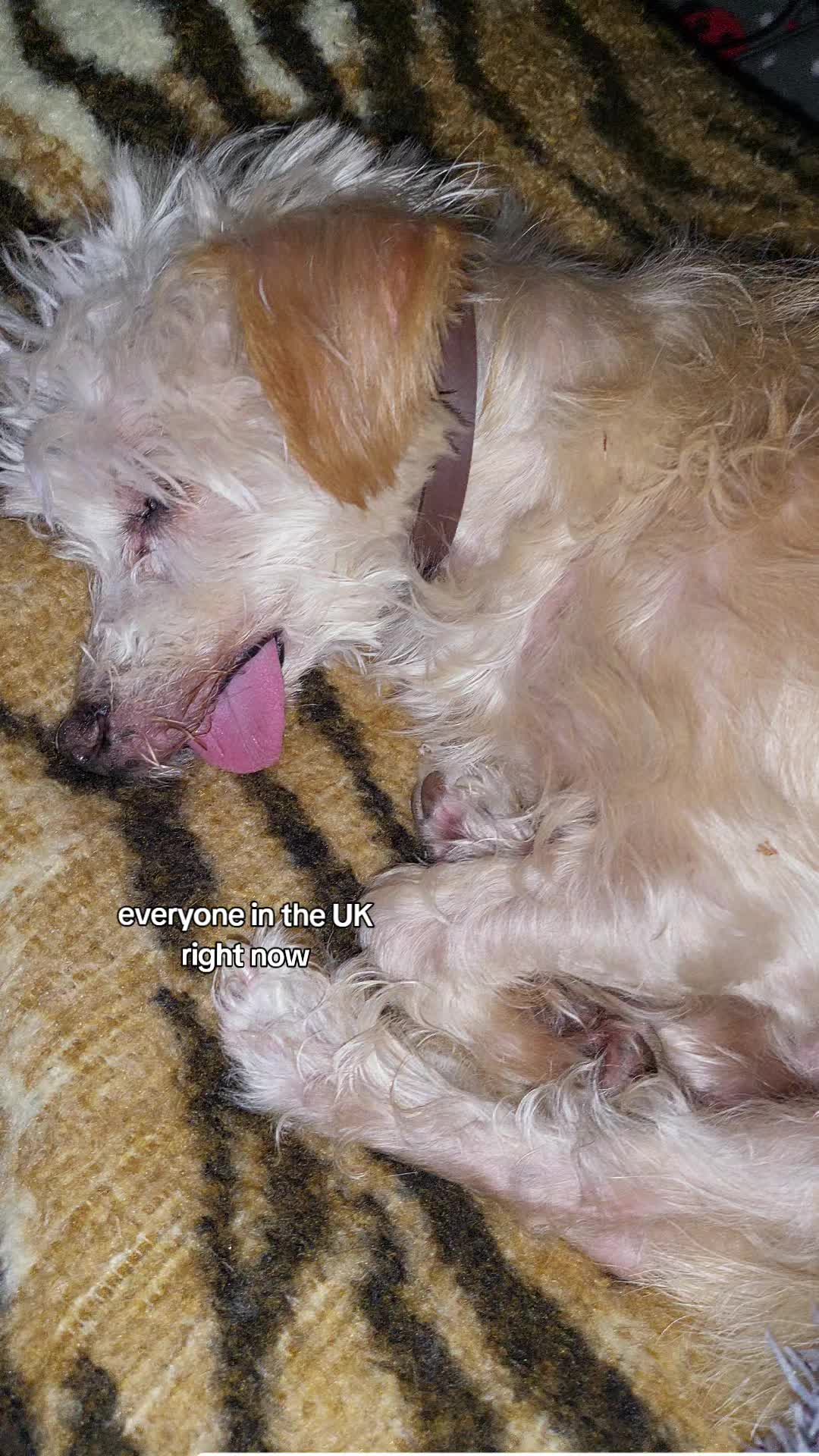 @pipsgang005