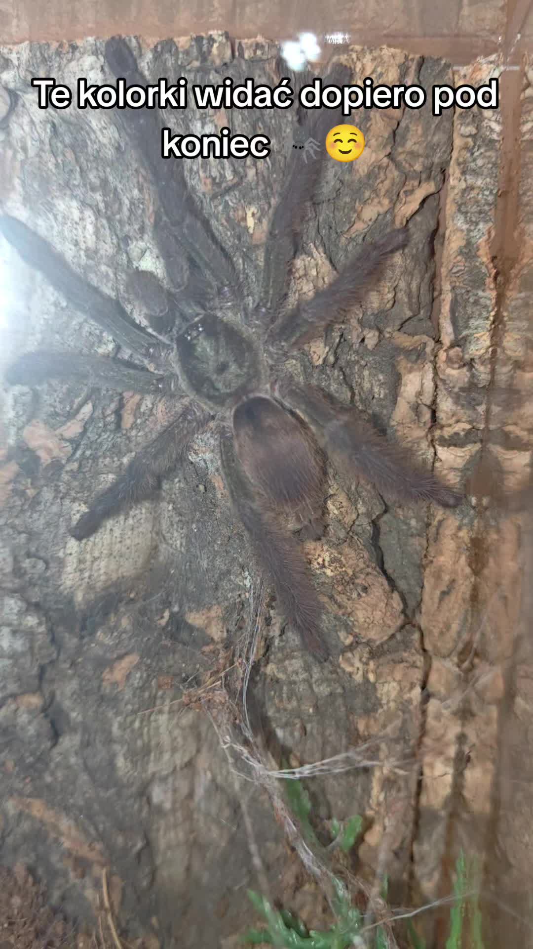 @Magdalena® 🕷️🐍🦂🪴