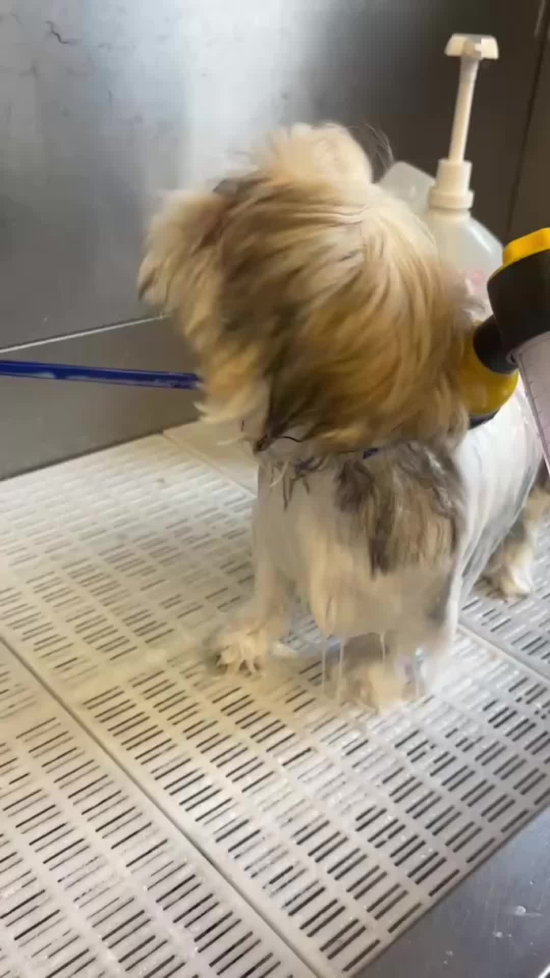 @Pet Angels