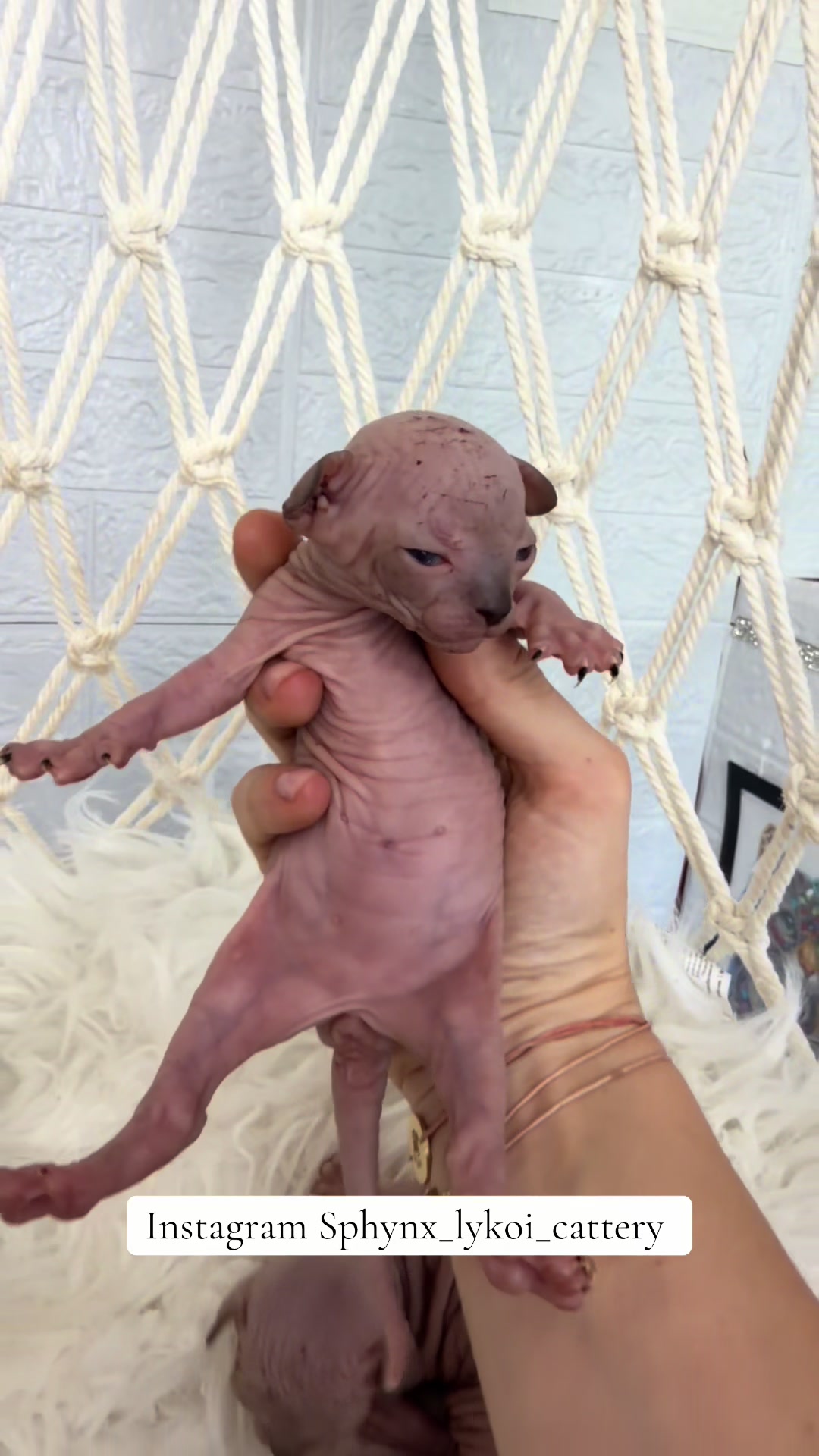 @Diana Ciortan Sphynx Romania