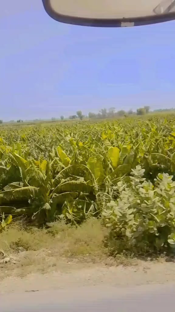 @شاہ جی
