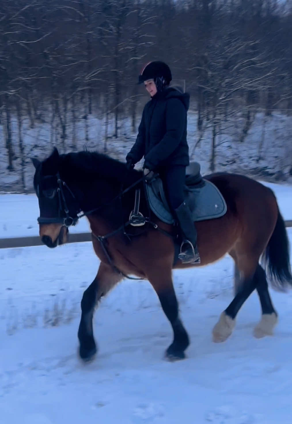 @equestrian._comps