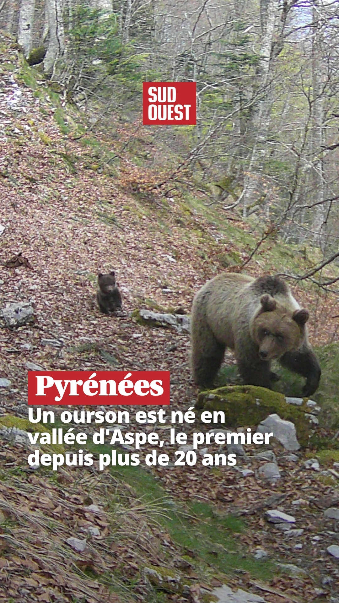 @Sud Ouest